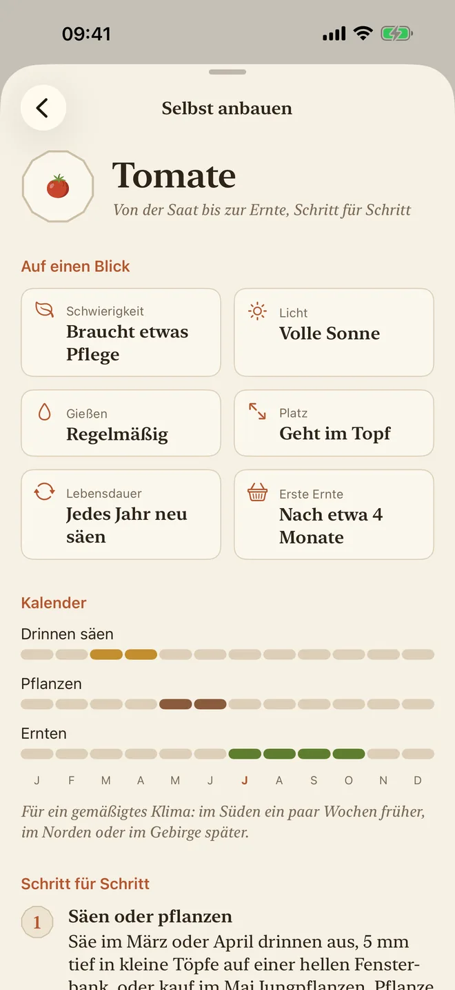 Die Anbauanleitung für Tomaten: Schwierigkeit, Licht, Gießen und Aussaatkalender