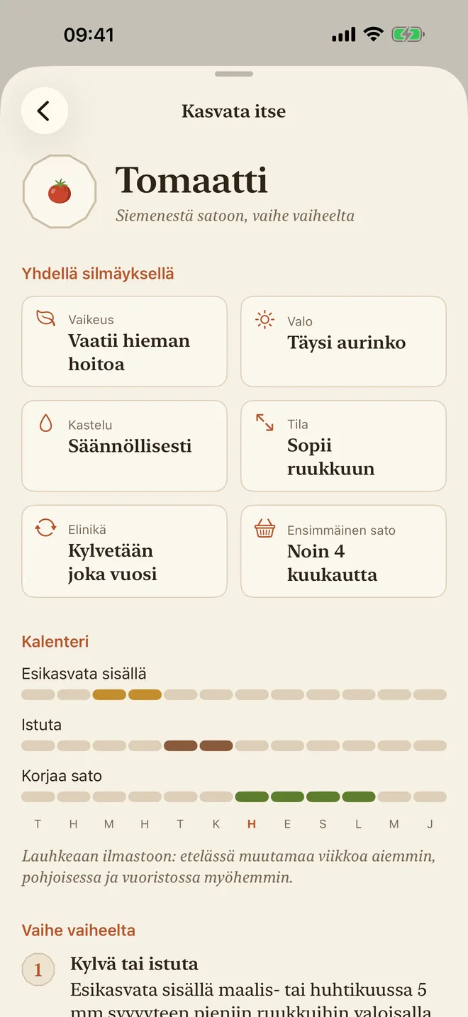 Tomaatin kasvatusopas: vaikeus, aurinko, kastelu ja kylvökalenteri