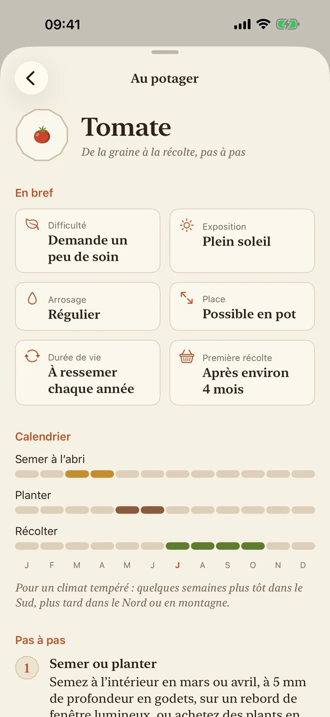Le guide de culture de la tomate : difficulté, lumière, arrosage et calendrier de semis