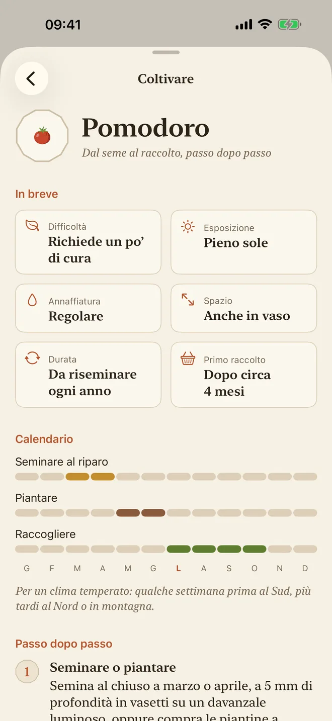 La guida alla coltivazione del pomodoro: difficoltà, luce, annaffiatura e calendario di semina